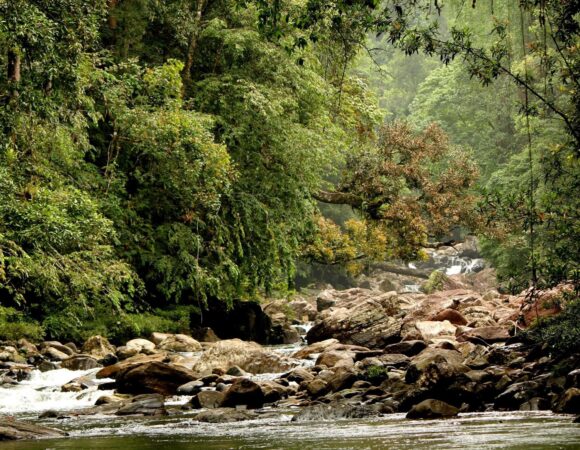 Runakanda Forest Reserve