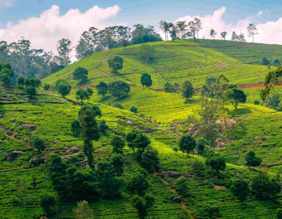 Nuwara Eliya