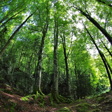 Lush Green Mountains